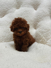 Load image into Gallery viewer, Lucy Female Tiny Toy Poodle
