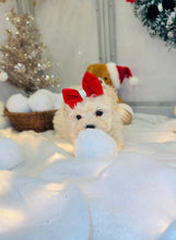 Load image into Gallery viewer, Peppermint Female Toy Maltipoo