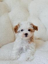 Load image into Gallery viewer, Nick Male Tiny Toy Maltipoo