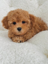 Load image into Gallery viewer, Martha Female Toy Maltipoo