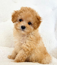 Load image into Gallery viewer, Liam Male Toy Poodle
