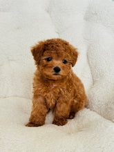 Load image into Gallery viewer, Bruce Male Toy/Mini Poodle