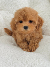 Load image into Gallery viewer, Martha Female Toy Maltipoo