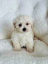 Load image into Gallery viewer, Casper Male Toy Maltipoo