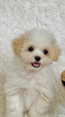 Bentley Male Toy Maltipoo