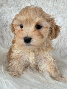 Nagano Male Toy Maltipoo