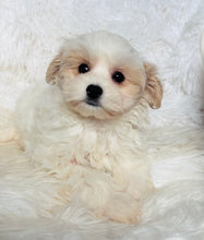 Load image into Gallery viewer, Maya Female Toy Maltipoo