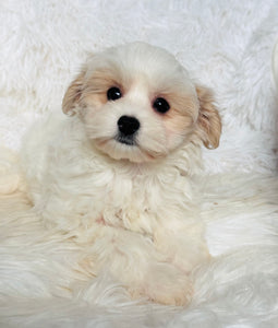Maya Female Toy Maltipoo