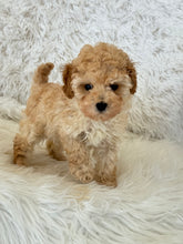 Cargar imagen en el visor de la galería, Layla Female Toy Poodle (Discounted)