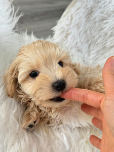 Nozawa Male Toy Maltipoo