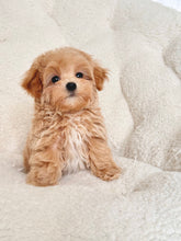 Load image into Gallery viewer, Cookie Male Toy Maltipoo