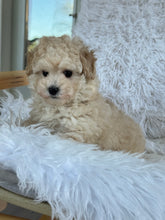Cargar imagen en el visor de la galería, Mia Female Toy Maltipoo