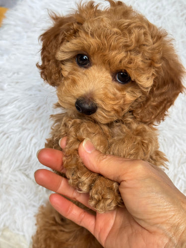 Matteo Male Toy Maltipoo