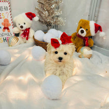 Load image into Gallery viewer, Peppermint Female Toy Maltipoo