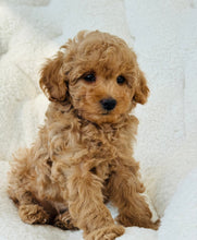 Cargar imagen en el visor de la galería, Cooper Male Toy Poodle