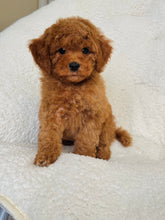 Load image into Gallery viewer, Bear Male Toy/Mini Poodle
