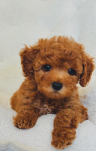 Charger l'image dans la galerie, Chanel Female Toy/Mini Poodle