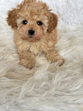 Load image into Gallery viewer, Joseph Male Toy Poodle