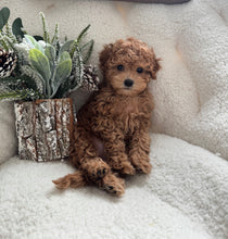 Load image into Gallery viewer, Henry Male Mini Poodle
