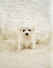 Load image into Gallery viewer, Freddy Toy Maltese