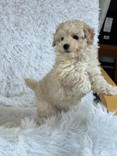 Cargar imagen en el visor de la galería, Mia Female Toy Maltipoo