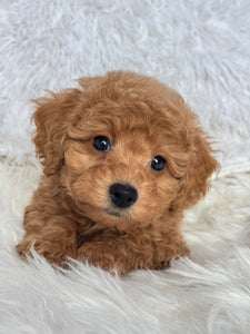 Ani Female Toy/Mini Poodle