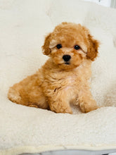 Load image into Gallery viewer, Yoho Female Toy/Mini Poodle