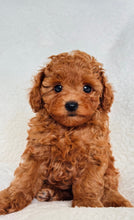 Load image into Gallery viewer, Benny Male Mini Poodle