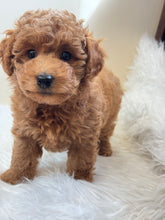 Cargar imagen en el visor de la galería, Tala Female Mini Poodle