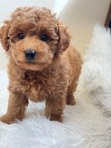 Tala Female Mini Poodle