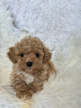 Load image into Gallery viewer, Goofy Male Toy Poodle