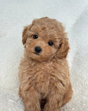 Load image into Gallery viewer, Leon Male Toy/Mini Poodle