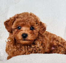Load image into Gallery viewer, Danny Male Mini Poodle