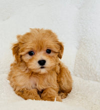Cargar imagen en el visor de la galería, Tommy Male Toy Maltipoo