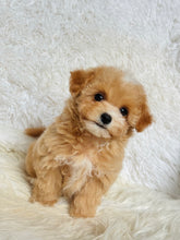 Load image into Gallery viewer, Monty Male Toy Maltipoo