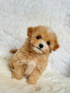 Monty Male Toy Maltipoo