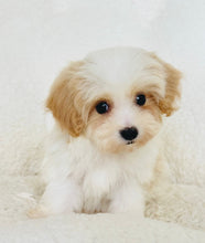 Charger l'image dans la galerie, Elio Male Toy Maltipoo