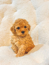 Charger l'image dans la galerie, Rolo Male Toy/Mini Poodle (reserved)