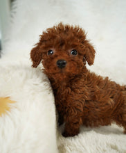 Load image into Gallery viewer, Momo Female Toy Poodle