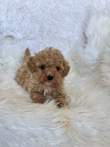 Goofy Male Toy Poodle