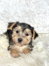 Load image into Gallery viewer, Boris Male Toy Morkie