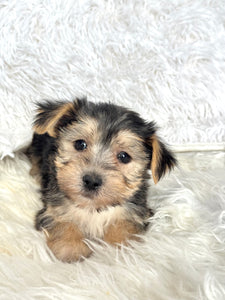 Boris Male Toy Morkie