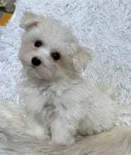 Load image into Gallery viewer, Frankie Male Tiny Toy Maltese