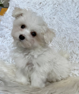 Frankie Male Tiny Toy Maltese