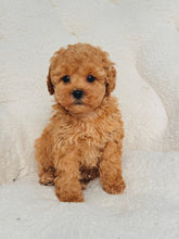 Charger l'image dans la galerie, Ophelia Female Mini Poodle