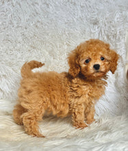 Load image into Gallery viewer, Willy Male Toy Poodle