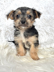 Scooter Male Toy Morkie