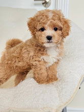 Load image into Gallery viewer, Noah Male Toy Poodle