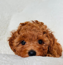 Load image into Gallery viewer, Benny Male Mini Poodle