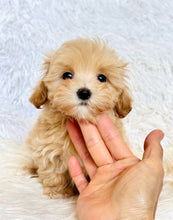 Charger l&#39;image dans la galerie, Tommy Male Toy Maltipoo